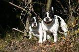 BOULEDOGUE FRANCAIS 1248